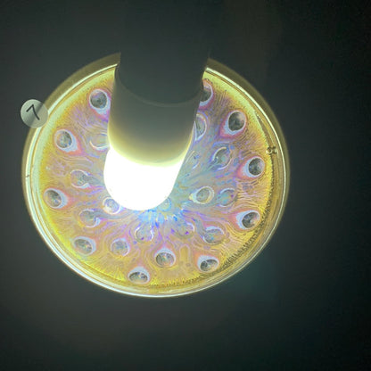 Tea cup9.5
